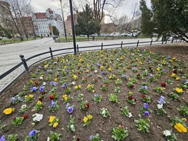 Świdnica rozstawia tysiące bratków i tulipanów, a centrum zmienia kolor