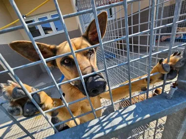 Świdnica stawia na zwierzęta bezdomne i właścicielom daje wsparcie