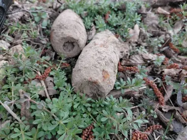 Trzy pociski na polu pod Świdnicą - saperzy musieli działać od razu